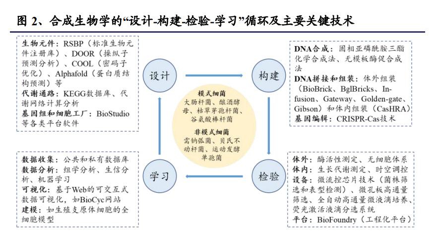 一,合成生物学产品开发两大流程:"细胞构建" "生产规模 放大"