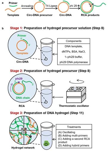 天津大学仰大勇团队Nature Protocols 酶促滚环扩增策略合成DNA水凝胶